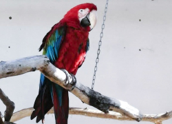 В южном парке птиц «Малинки» улучшили качество связи