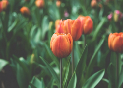 Ярилин день: таганрожцам рассказали о славянских обычаях на первый день весны