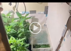 Таганрожец устроил "оранжерею" конопли в квартире и теперь долго будет сидеть дома