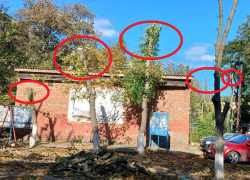 "Таганрог - концлагерь для деревьев": зачем из здоровых экземпляров делают голые скелеты 