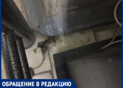 В «КДЦ» в Таганроге мёртвая мышь сутки пугала пациентов 