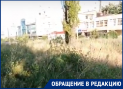 «Трава уже с человеческий рост», - таганрожец о природе в районе Простоквашино