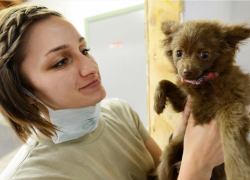 Как не подцепить лишай и прочие "прелести" от кошек и собак - рекомендация местного Роспотребнадзора