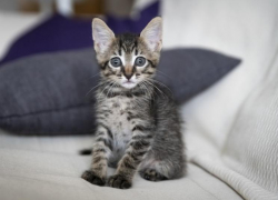 Администрация Таганрога призывает горожан соблюдать требования к содержанию домашних животных