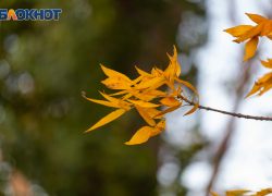 «Бабье лето» посетит Таганрог на этой неделе 