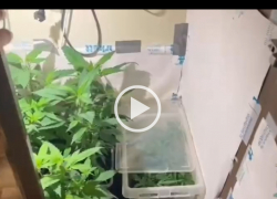 Ядовитую “оранжерею” устроил в своей квартире таганрожец