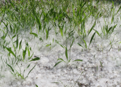 Не только аллергики: для кого опасен тополиный пух - комментарий для таганрожцев от местного врача