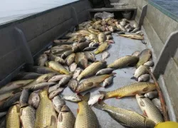 Таганрогский залив теряет родную рыбу: учёные предлагают запретить промысел