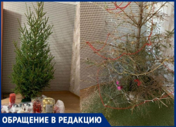У таганрожцев только палки остались от елки, а продавец «чхать хотел»