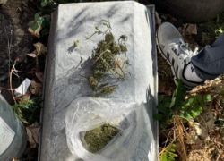 Выращивал гадость: таганрожца поймали за наркотики