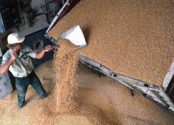 Оштрафован порт Таганрога за ввоз пшеницы без документов