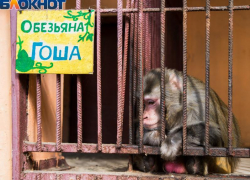 Коронавирус оставил в Таганроге животных без еды