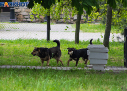 Почти 1/10 бездомных собак стерилизовали за год в Таганроге