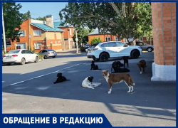 "Детей когда-то разорвут": агрессивные бродячие собаки атакуют таганрожцев на Богудонии