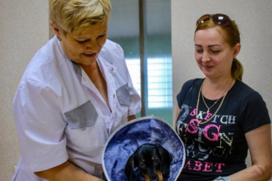Лечение животных- ветеринарная клиника "Орто-Вет"