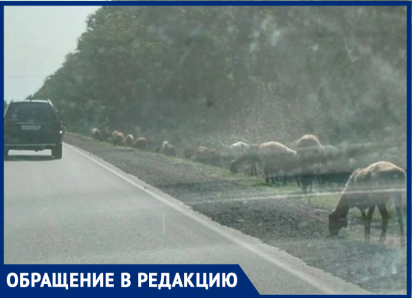 Овцы-камикадзе грозят устроить ДТП на Мариупольском шоссе под Таганрогом