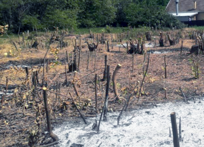 Спор вокруг вырубки лесополосы на границе Таганрога, похоже, завершен