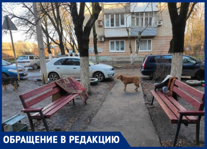 Агрессивные прикормленные собаки терроризируют таганрожцев по улице Менделеева