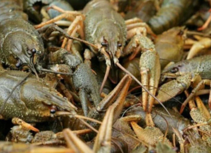 Товар дня: раки по спеццене