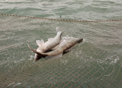 В Азовском море и реке Дон запретили ловить рыбу, сосредоточенную сейчас в Таганрогском заливе
