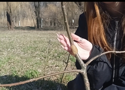 В Таганроге сломали четырёхлетний дуб, который хотели назвать в честь погибшего бойца СВО