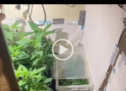 Таганрожец устроил «оранжерею» конопли в квартире и теперь долго будет сидеть дома