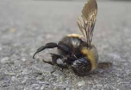 В окрестностях Таганрога из-за агрохимикатов массово гибнут пчелы