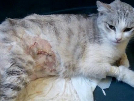 В Таганроге на Русском поле десятилетний мальчик отрезал кошке уши и не только