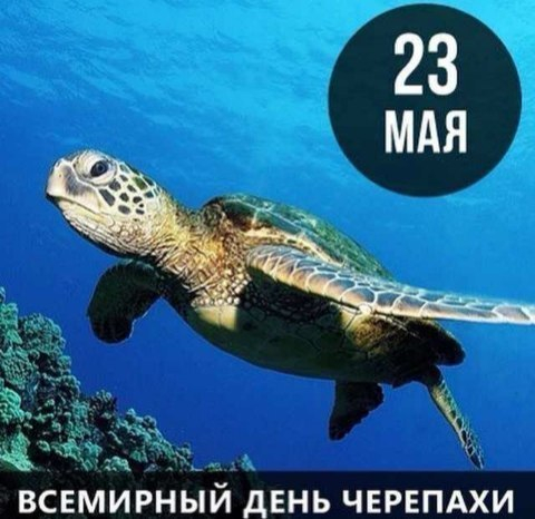 Сегодня Всемирный день черепахи