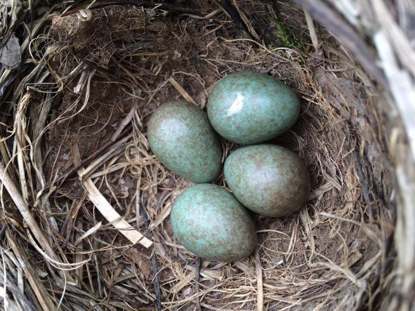 «Голубой деликатес» обнаружили жители Таганрога в Приморском парке
