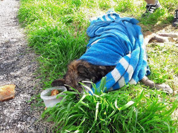 Сбитой автомобилем ППС в Таганроге собачке ищут новых хозяев