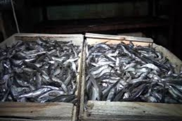 Под Таганрогом накрыли подпольный цех по производству рыбной продукции