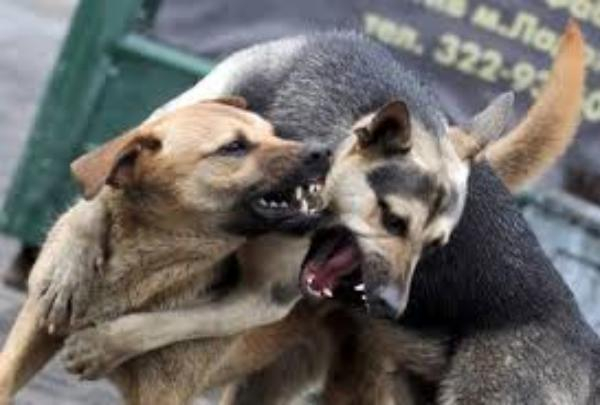 Вокруг бродячих собак в Таганроге кипят страсти