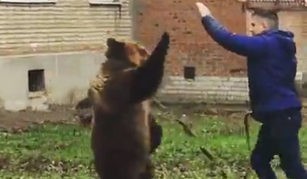 Медведица, разгуливающий по Таганрогу, оказалась актрисой цирка