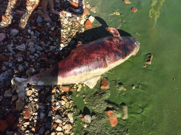 Мертвое тельце дельфина нашли на центральном пляже Таганрога