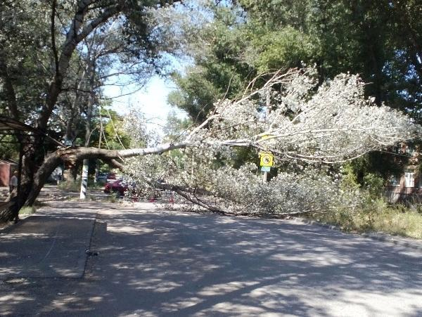 Упавшее дерево перегородило проезд по улице Богдана Хмельницкого
