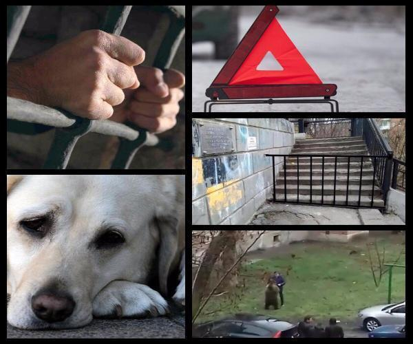 Жестокое избиение водителя и разгуливающее по Таганрогу дикое животное потрясли горожан: топ-5 событий