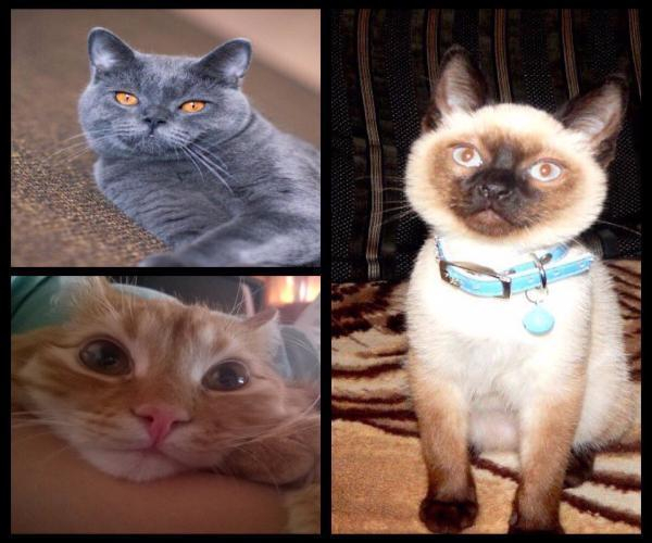 Победителями конкурса «Самый красивый кот- 2017» стали Маркиз, Сенсей Ос и Лешик