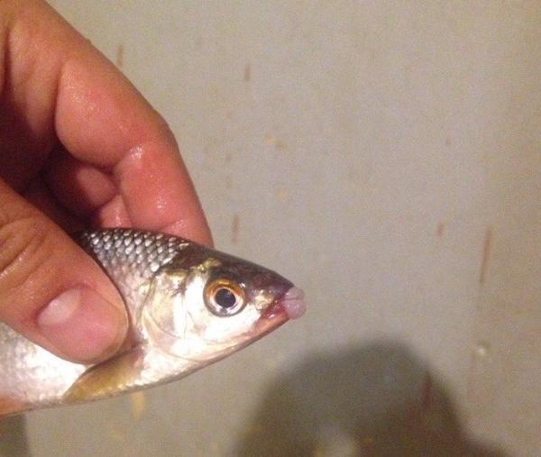Гламурную рыбку поймал рыбак в Таганрогском заливе