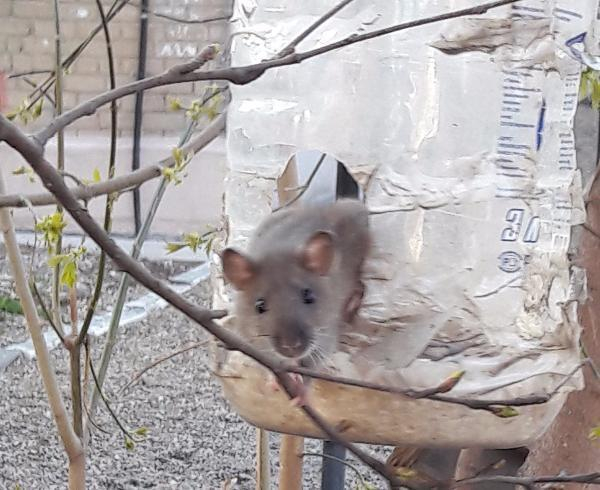 Жителей Русского поля атакуют полчища крыс