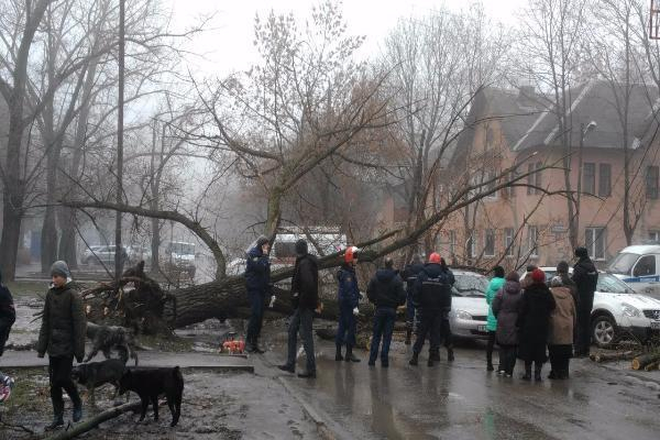 В Таганроге на проезжую часть упало дерево