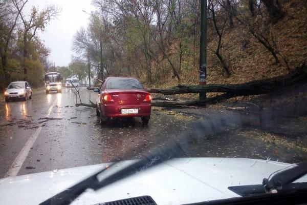 В Таганроге на автомобиль  упало  дерево