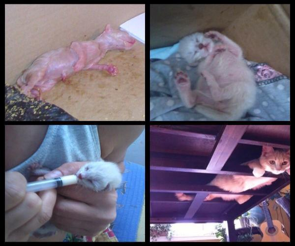 Счастливое стечение обстоятельств спасло жизнь новорожденному котенку в Таганроге