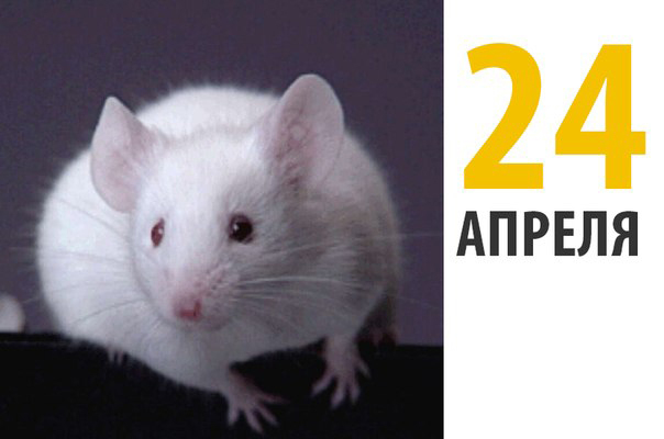 Сегодня Всемирный день защиты лабораторных животных