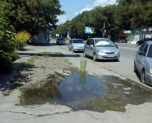 В Таганроге лужа посреди тротуара превратилась в озеро, где пророс камыш