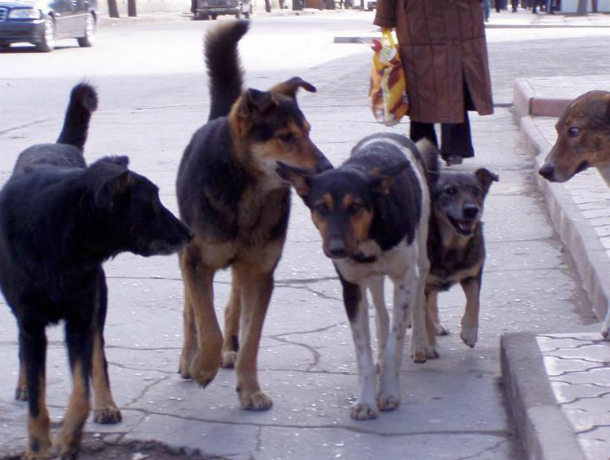 Собаки продолжают грызть людей, жители ищут способы избавиться от них в Таганроге