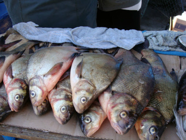 Опасная рыба может лишить жизни в Таганроге