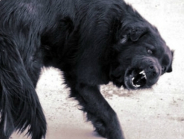 В Таганроге женщину покусала до полусмерти бродячая собака
