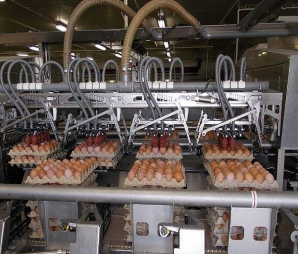 Прибыль «Таганрогской птицефабрики» сократилась в 2018 году на 4%