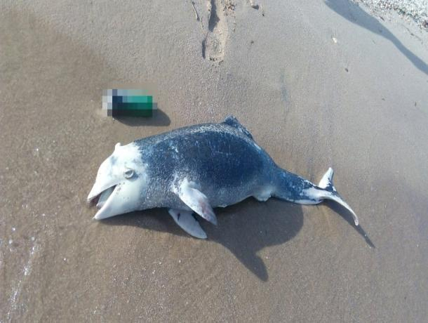 На берег Таганрогского залива выбросился дельфин